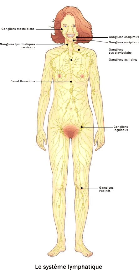 systeme lymphatique.jpg